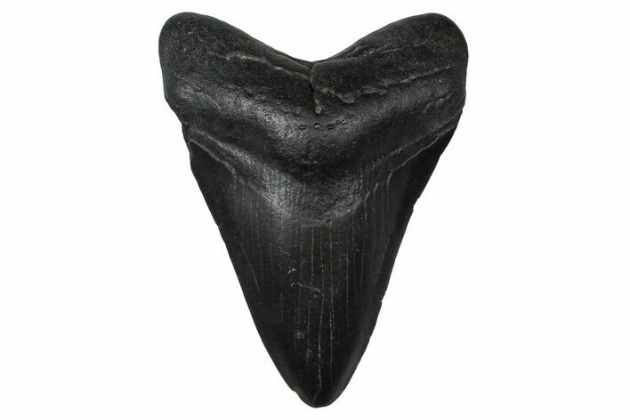 Fossil Megalodon Tooth - South Carolina #374758